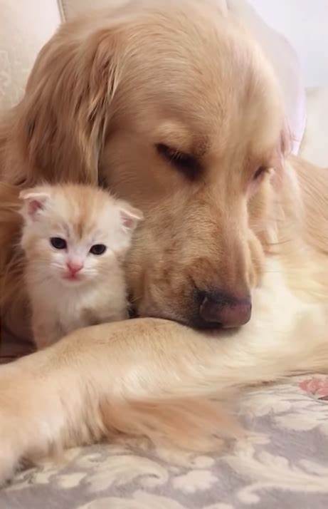 Mémorial pour animaux de compagnie